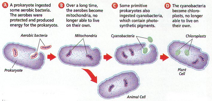 endosymbiosisnice2.jpg