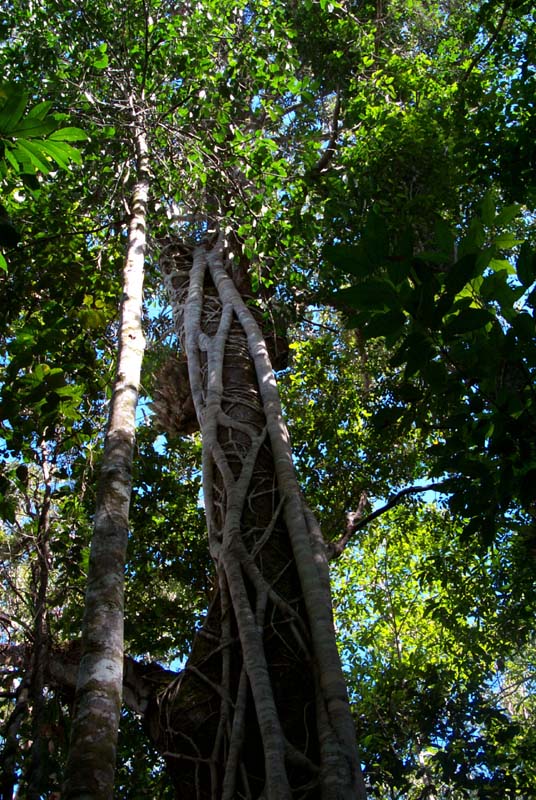 P0017753