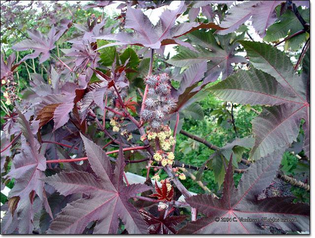 Castor Bean Plant (Ricinus communis)