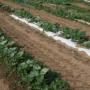 Paper mulches evaluated for commercial vegetable production