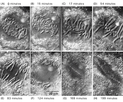 Figure 18-9. The course of mitosis in a typical plant cell. Figure 18-9. The course of mitosis in a typical plant cell.