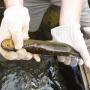 Scents latest weapons in fight against sea lamprey (AP)