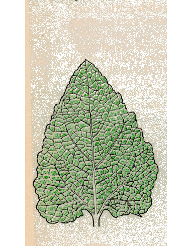 leaf primordia definition
