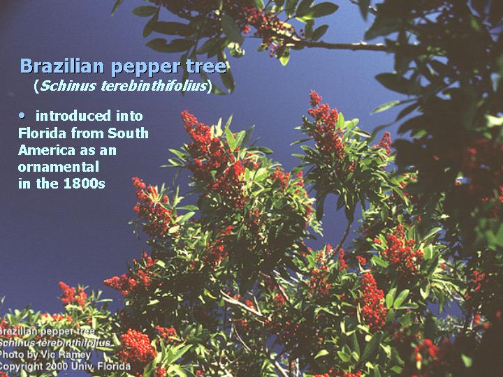 BP keys to Atkins model