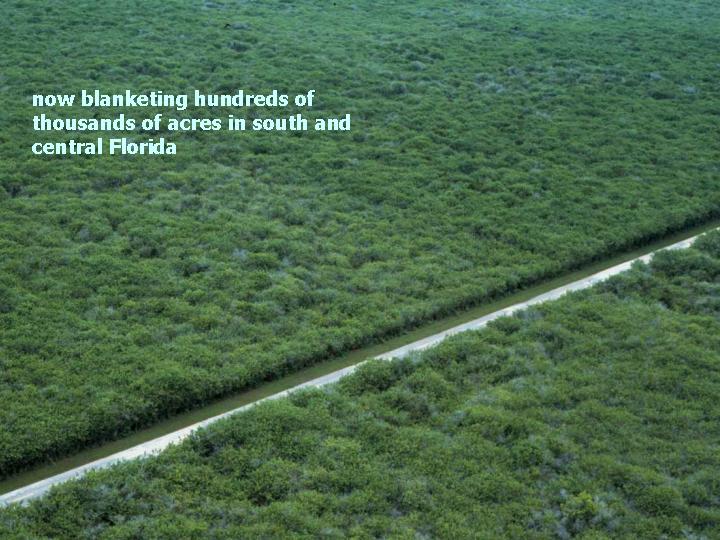 architectural features of BP: orthotropic habit