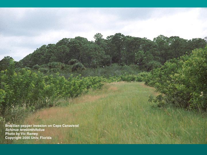 architecural features of BP: nonrhythmic branching