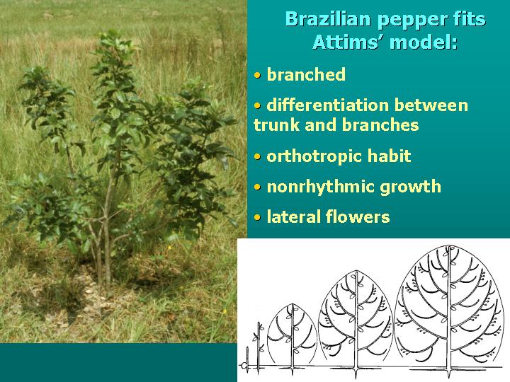 loss of apical meristem releases closest axillary bud from dormancy