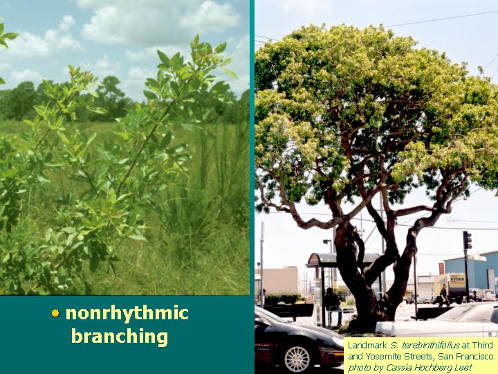 modification: occasional terminal flowering