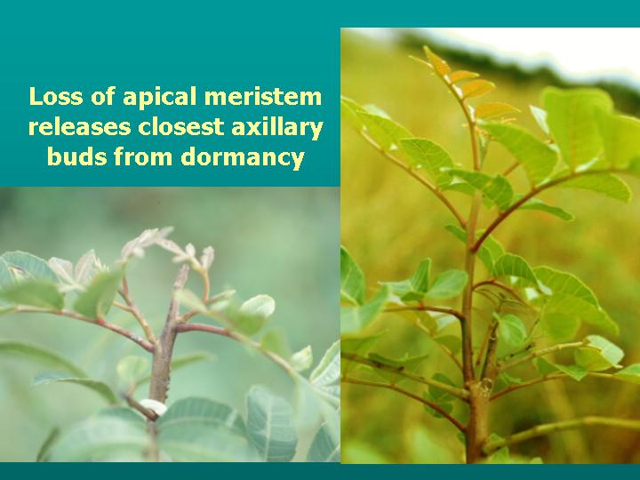 compound leaves in long cylinders