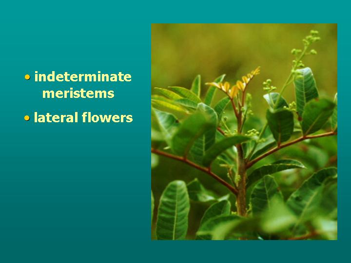 compound leaves provide disposable branches