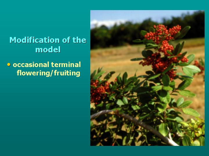 multilayer leaf arrangement increases surface area of canopy