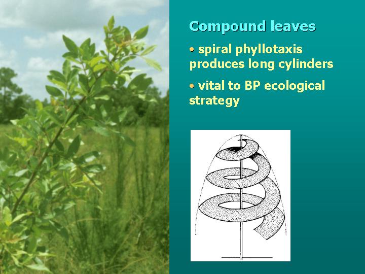 invasion ecology & BP architecture: summary