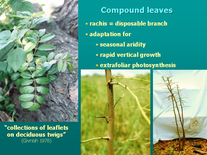 a potential biological control agent: sawfly H. hubrichi