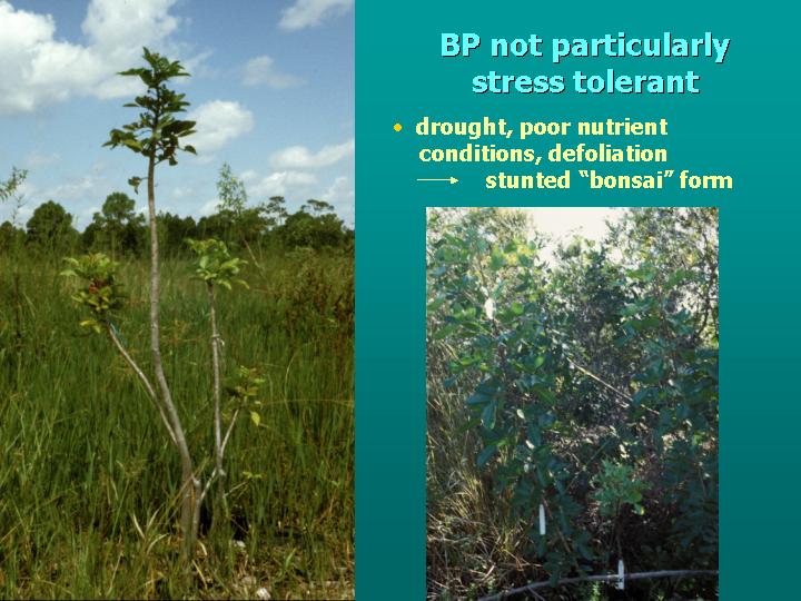graph: effect of defoliation on flower & fruit production