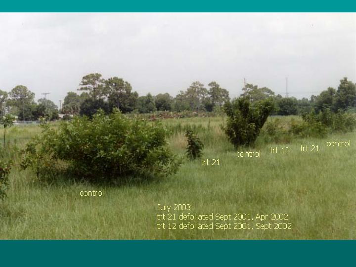 BP not particularly stress tolerant