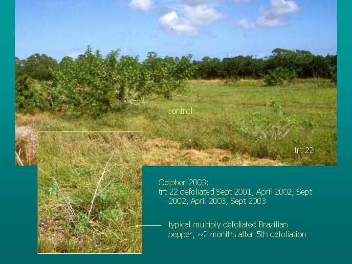 photo: controls vs 2 defoliations