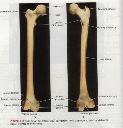 Index Of  ~meicenrd Mudescd Bot630dprojects 2003botany630wprojects Bones