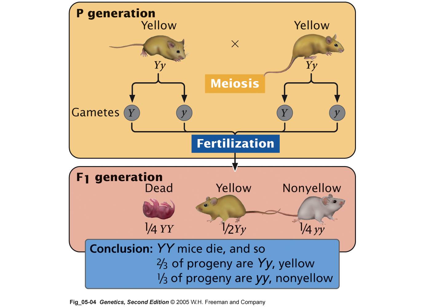 mode of inheritance