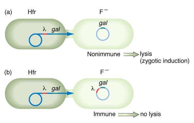 Bacterial Sex